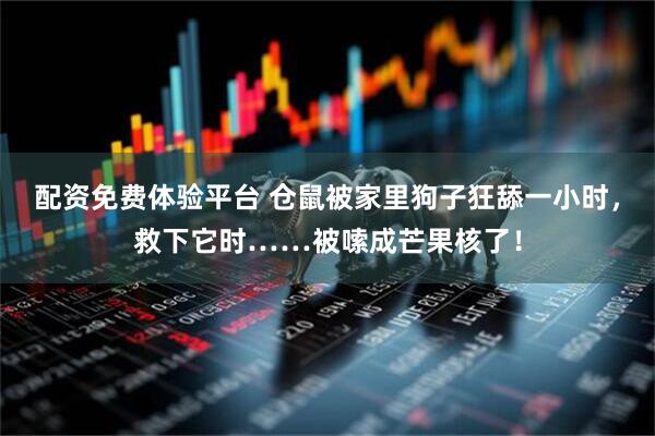 配资免费体验平台 仓鼠被家里狗子狂舔一小时，救下它时……被嗦成芒果核了！